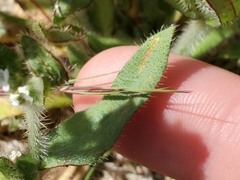 Plagiobothrys arizonicus