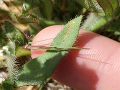 Plagiobothrys arizonicus