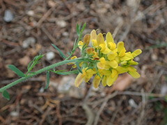 Genista tournefortii