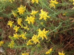 Genista tournefortii