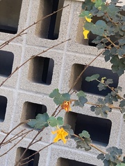 Fremontodendron