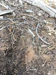 Astragalus schmolliae