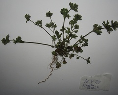 Lamium amplexicaule orientale