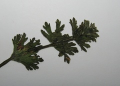 Lamium amplexicaule orientale