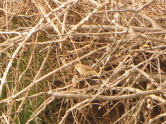 Phylloscopus collybita