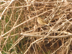 Phylloscopus collybita