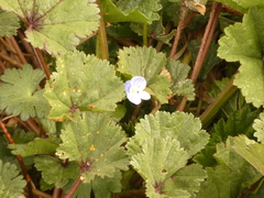 Veronica persica