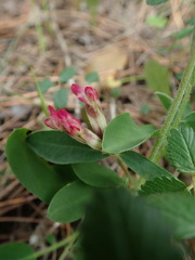 Anthyllis vulneraria maura