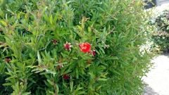 Punica