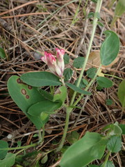 Anthyllis vulneraria maura