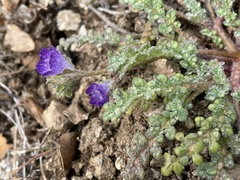 Phacelia douglasii