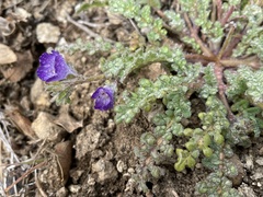 Phacelia douglasii