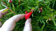Punica