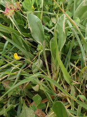 Scorpiurus muricatus