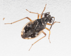 Chartoscirta elegantula