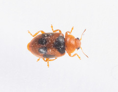 Coccidula scutellata