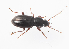 Pterostichus diligens