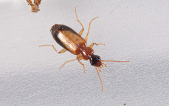 Dromius schneideri