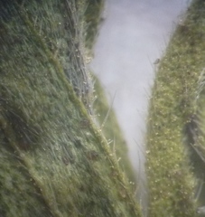 Buglossoides czernjajevii