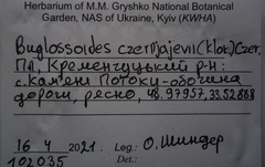 Buglossoides czernjajevii