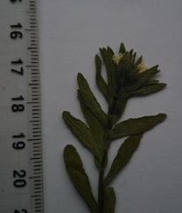 Buglossoides czernjajevii