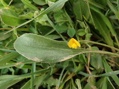 Scorpiurus muricatus