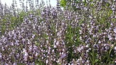 Salvia officinalis