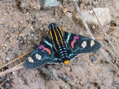 Mimoniades versicolor