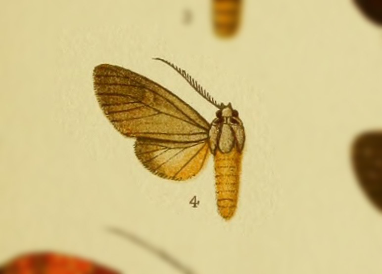Elysius phantasma