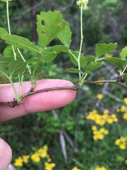Rubus steelei