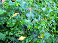 Euphorbia amygdaloides