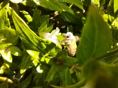 Apis mellifera