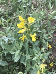 Thermopsis montana