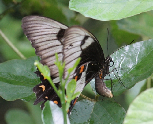Photo of Orchard Swallowtail (Papilio aegeus)
