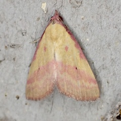 Phytometra rhodarialis