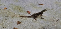 Agama picticauda image