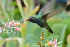 Cynanthus latirostris