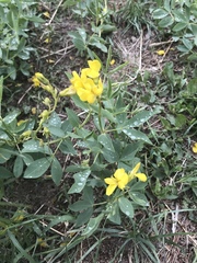 Thermopsis montana