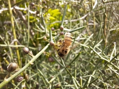 Apis mellifera