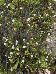 Euchaetis meridionalis