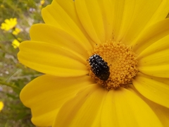 Coleoptera