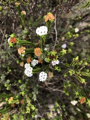 Euchaetis meridionalis
