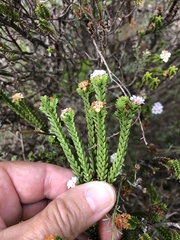 Euchaetis meridionalis