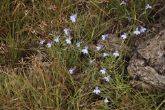 Lobelia erinus image