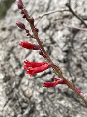 Penstemon centranthifolius