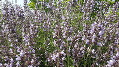 Salvia officinalis