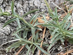 Penstemon centranthifolius