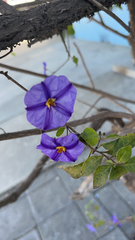 Lycianthes rantonnetii