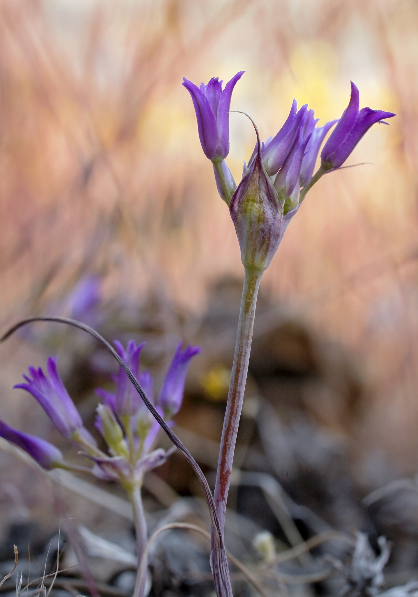 Allium denticulatum