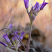 Allium denticulatum - Photo (c) John Game, osa oikeuksista pidätetään (CC BY-NC-SA)